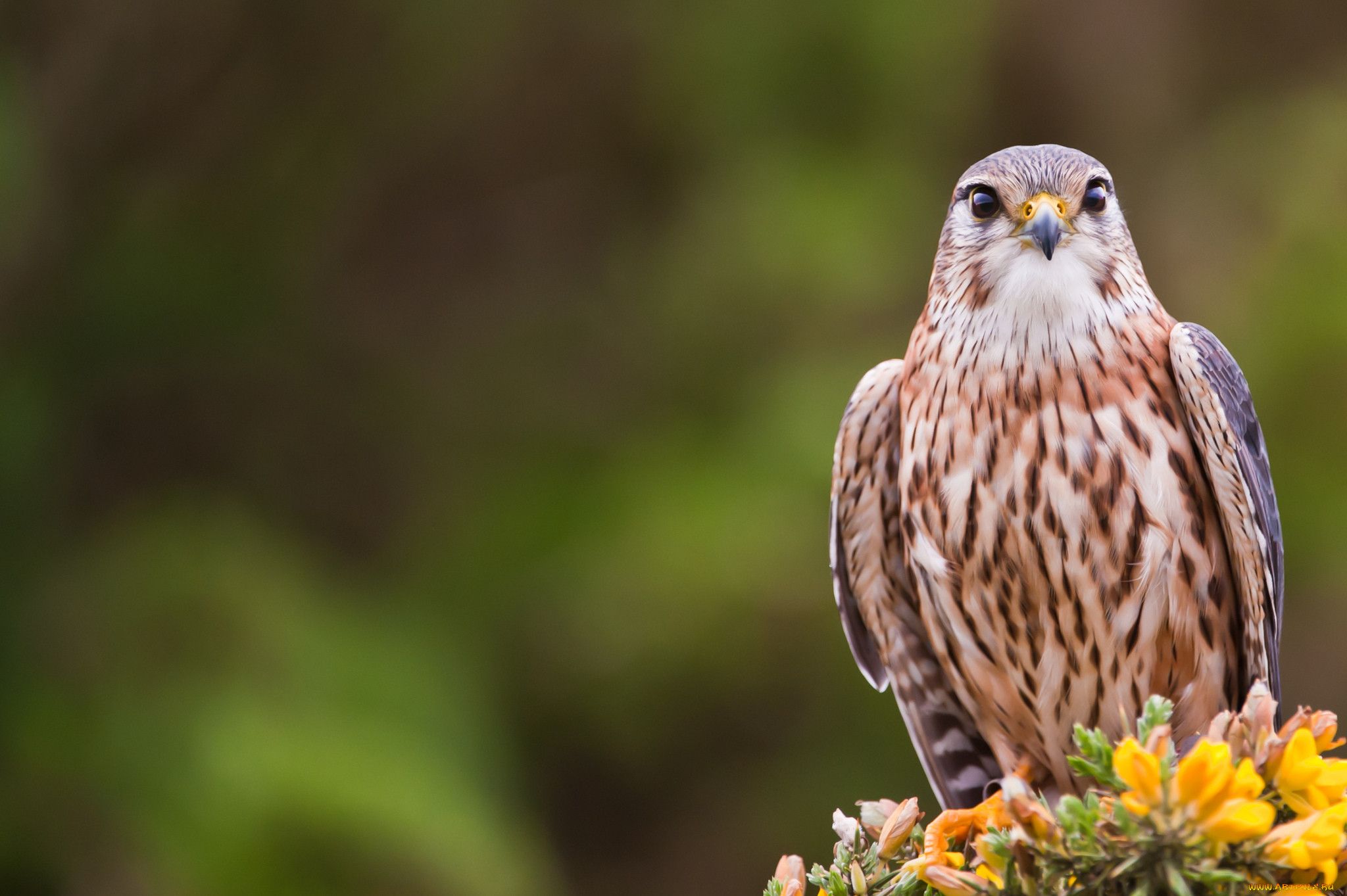 , , , , , bird, merlin